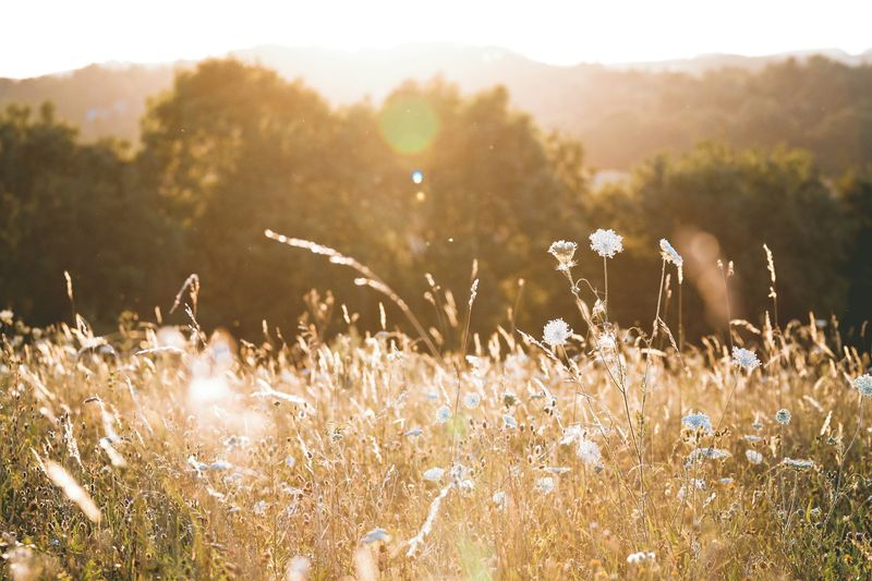 Bakbelyst sommereng med høyt gress og hvite blomster i kveldssol