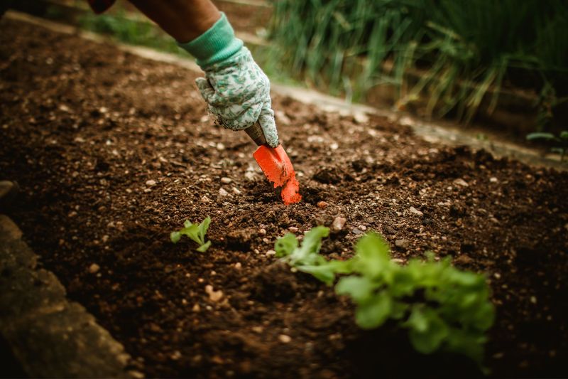 Hånd med hagehanske planter en salatplante med en liten rød spade i mørk jord