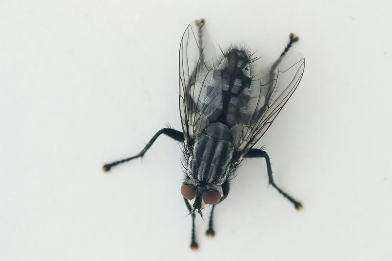 Husflue sett rett ovenfra mot en hvit flate