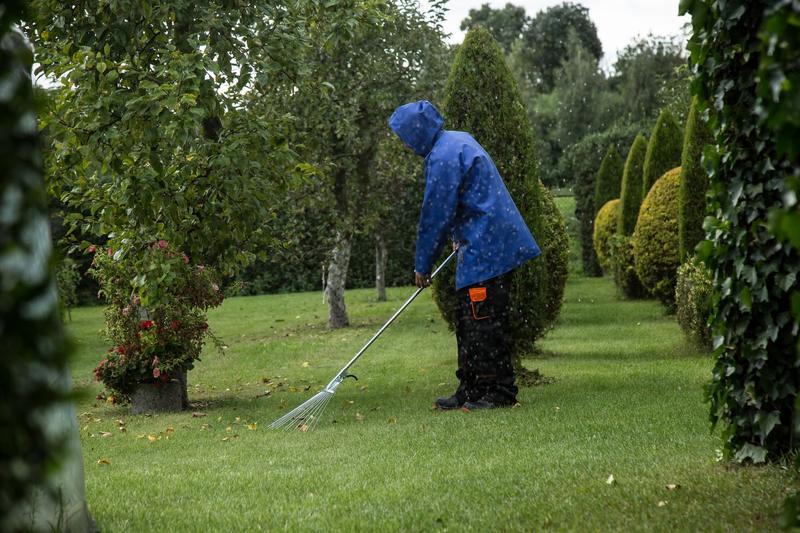 Gartner i blå regnjakke raker løv på gressplen mellom klipte hekker