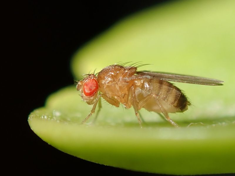 Liten fruktflue med røde øyne sittende på et grønt blad