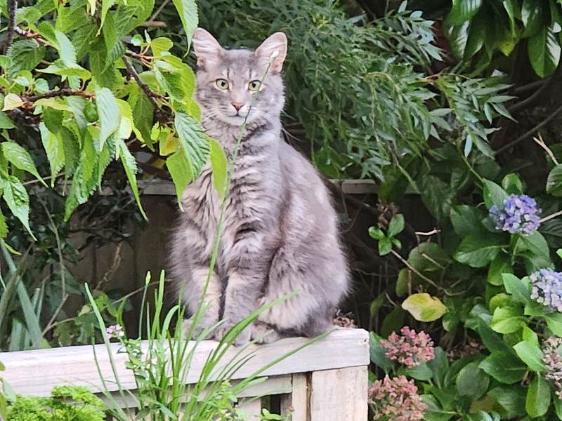Grå langhåret katt sitter på et hagegjerde omgitt av grønne planter