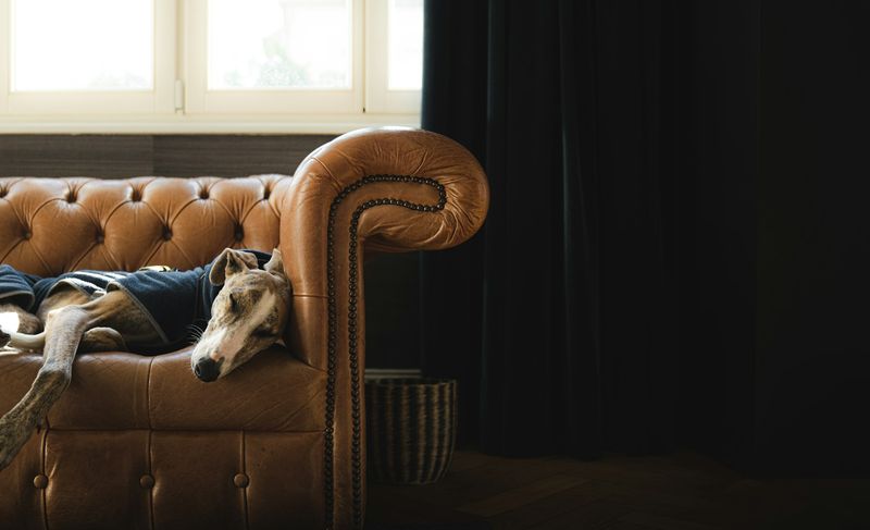 Mynde sover på armlenet av en brun skinnsofa ved et vindu