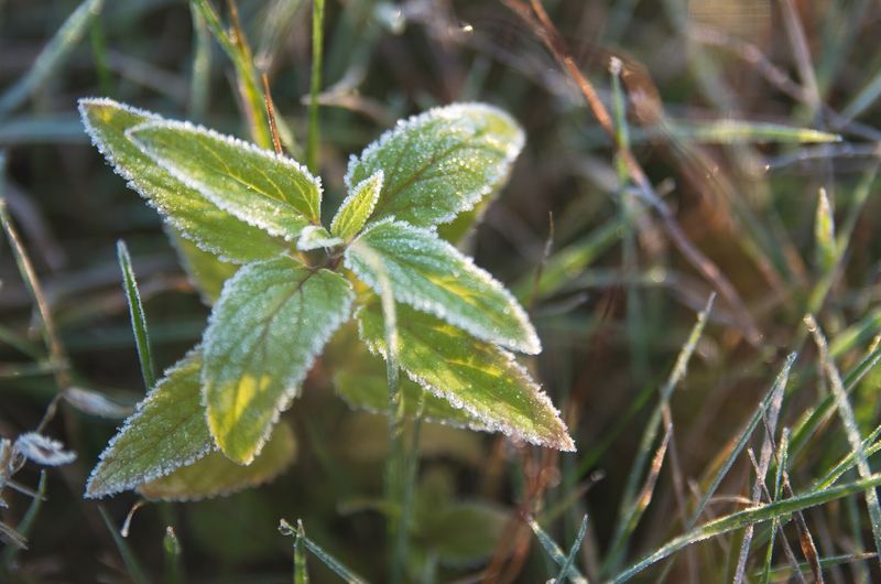 Frostdekket plante med stjerneformede blader i gyllent morgenlys