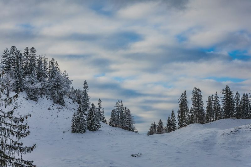 Snødekt fjellandskap med furutrær under en delvis skyet vinterhimmel