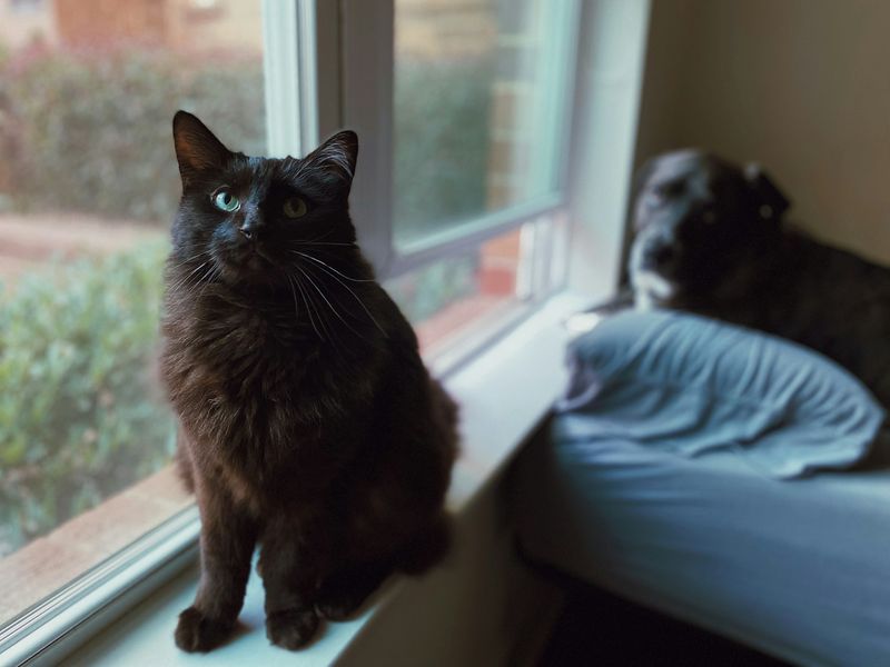 Svart langhåret katt sitter i en vinduskarm og ser opp mot kameraet