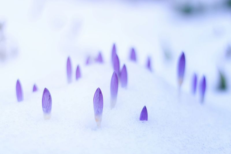 Lilla krokusknopper som stikker opp gjennom et teppe av hvit snø