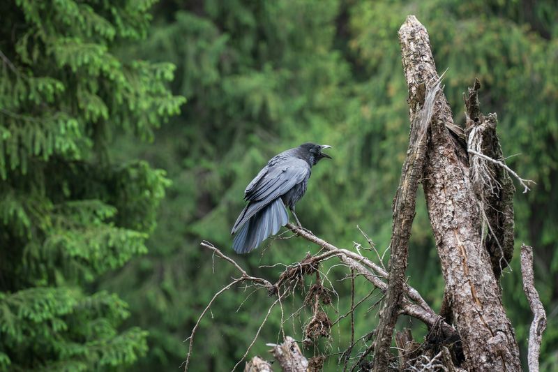 Ravn sitter og skriker med åpent nebb på en tørr trestamme i skogen