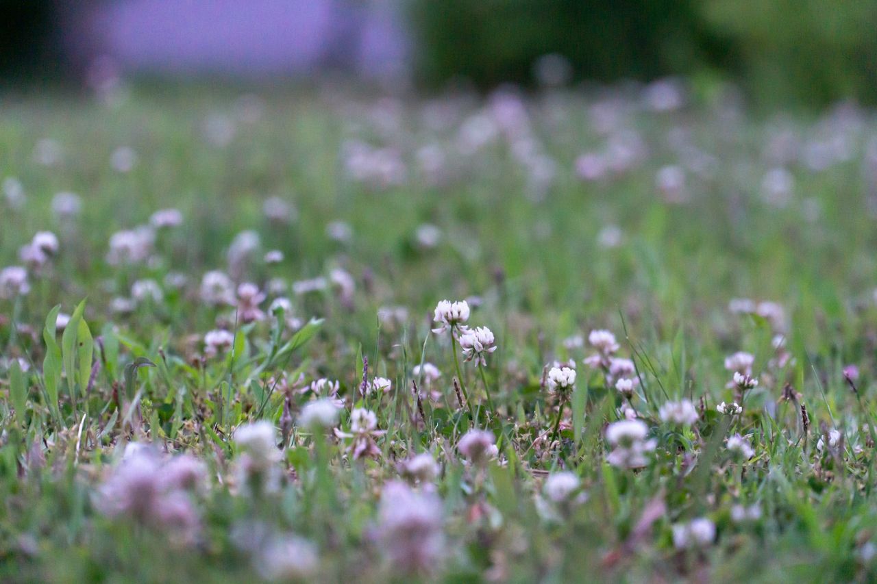 Hvitkløver i blomst på en eng, fotografert lavt i graset